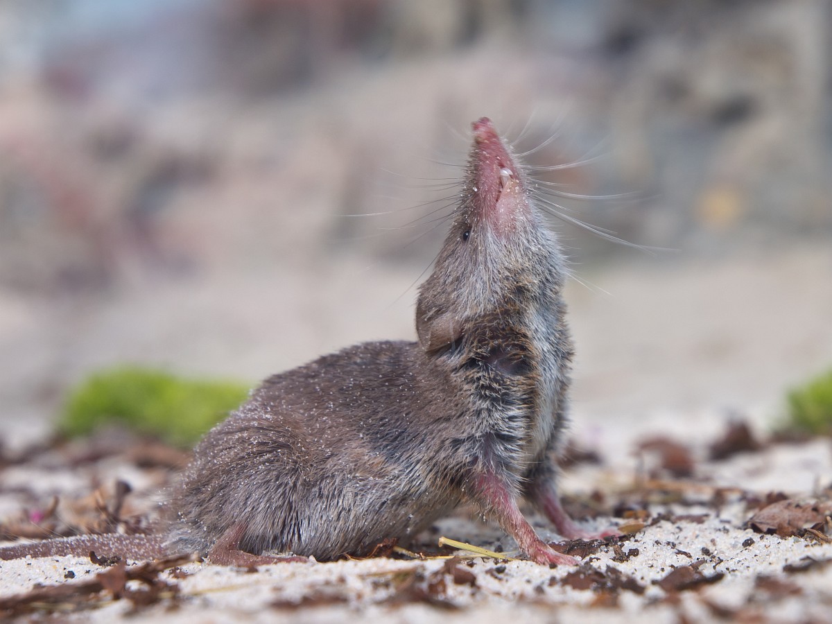 Crocidura russula